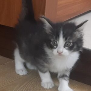 واگذاری بچه‌گربه