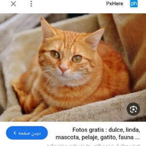گربه پیدا شده