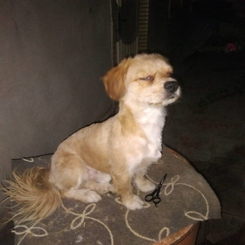 گمشده