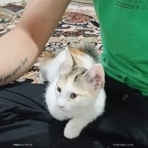 سه تا پیشی ملوسی زیبا