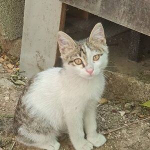 بچه گربه ۵ ماه خیلی شیطون وبازیگوش