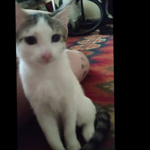 واگذاری گربه نر ۴ماهه