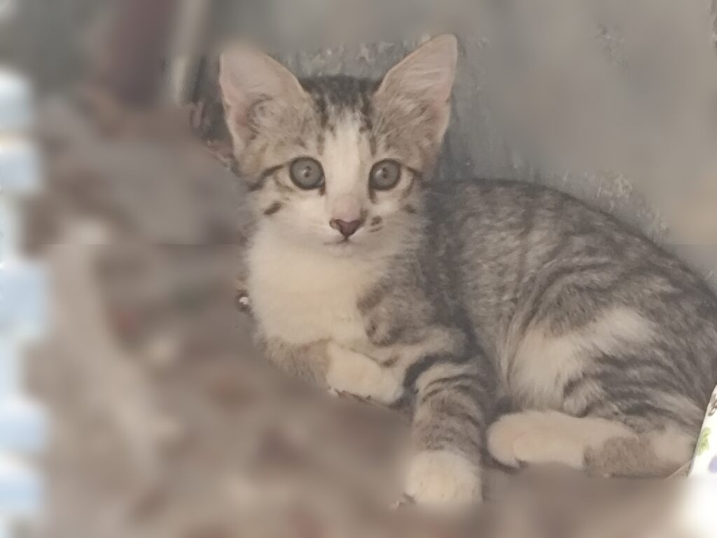 واگذاری بچه گربه dsh خیابانی