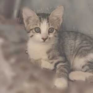 واگذاری بچه گربه dsh خیابانی