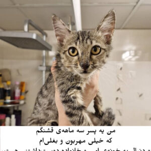 واگذاری گربه