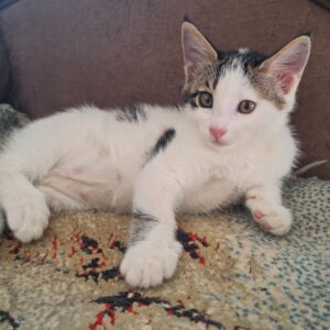 واگذاری بچه گربه مهربون