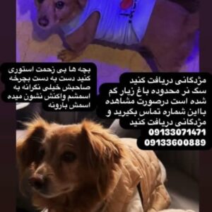 سگ گمشده اصفهان
