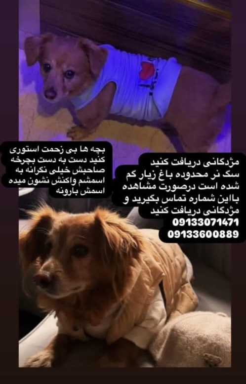 سگ گمشده اصفهان