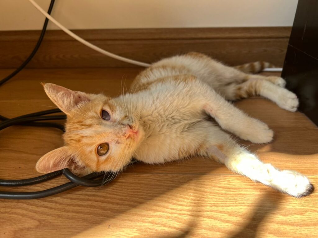 واگذاری بچه گربه