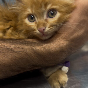 Orange cat dsh،ماده