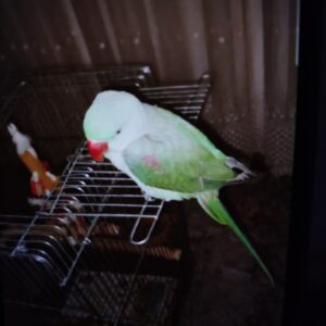 شاه طوطی گمشده