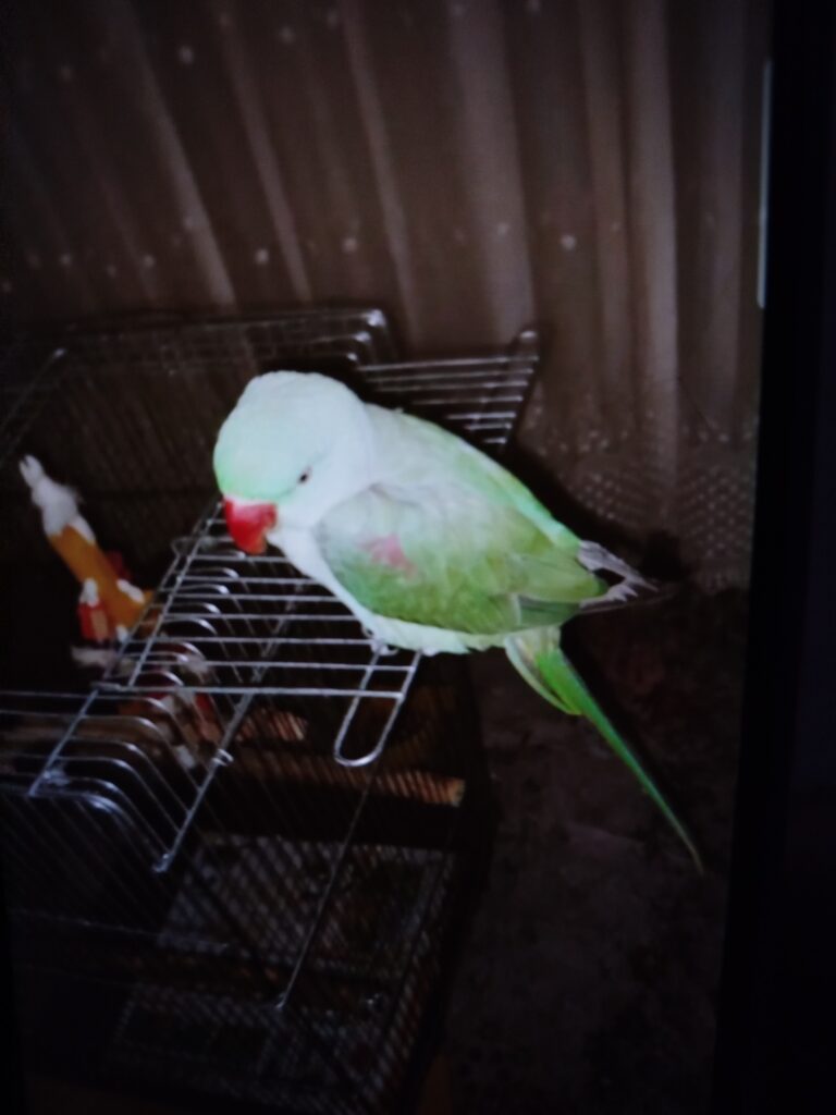 شاه طوطی گمشده
