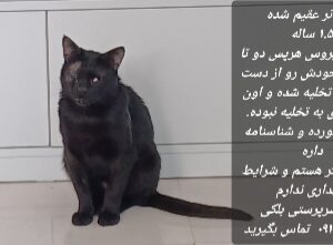 گربه نر نابینا یک ساله و نیم