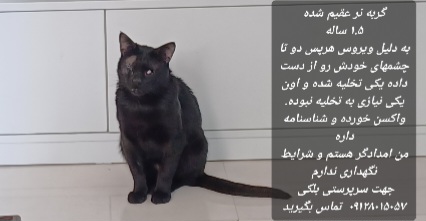 گربه نر نابینا یک ساله و نیم