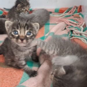 بچه گربه ۶DSH عدد