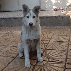 سگ هاسکی سفید خاکستری گمشده