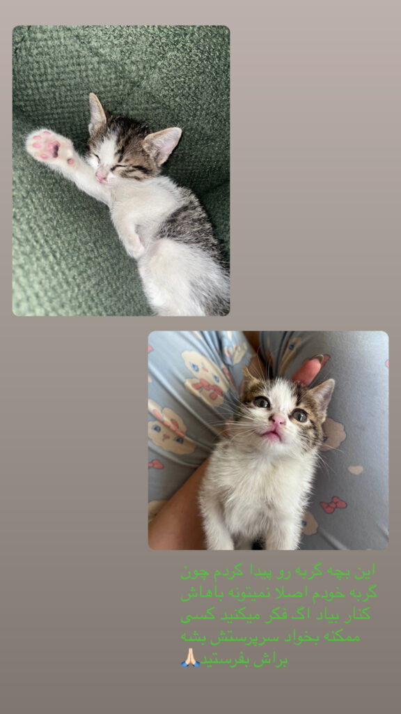 بچه گربه ناااز