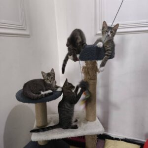 واگذاری بچه گربه Dsh