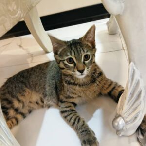 گربه DSH