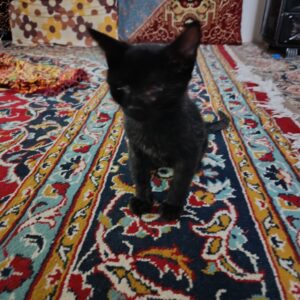 واگذاری بچه گربه