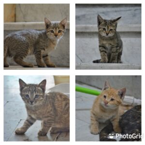 واگذاری ۴ تا بچه گربه ۲ ماهه