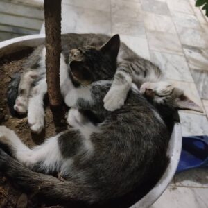 واگذاری دو بچه گربه به همراه مادر
