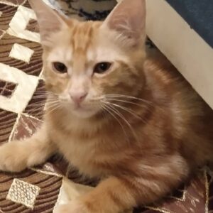 گربه dshنارنجی چهار ماهه انگل تراپی شده مهربون