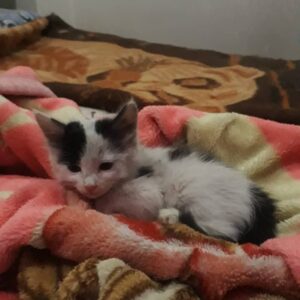 بچه گربه دستی و شیرین