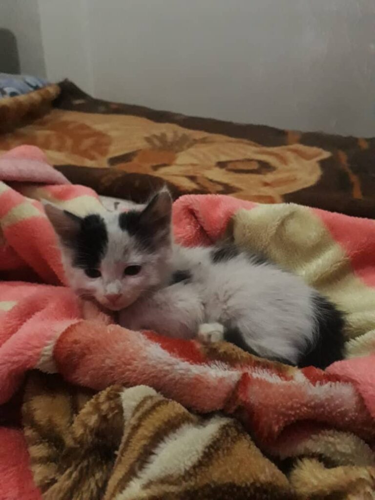 بچه گربه دستی و شیرین