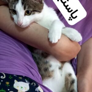 واگذاری بچه گربه خیلی ناز و مهربون