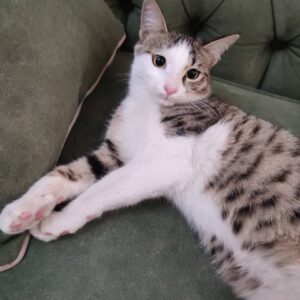 گربه dsh پسر خرخری