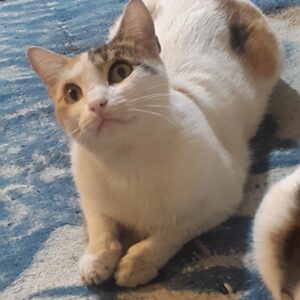 گربه گمشده