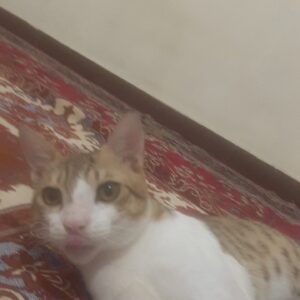 واگزاری یک گربه مادر عقیم شده و دوتا دخترخوشکلش
