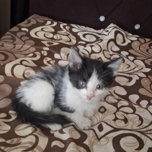 گربه یک ماهه نر