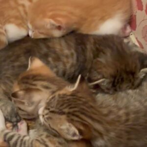 5تا بچه گربه یک ماهه