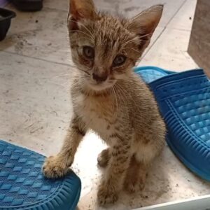 واگذاری گربه