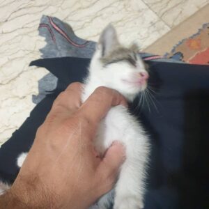 بچه گربه ۱ ماهه