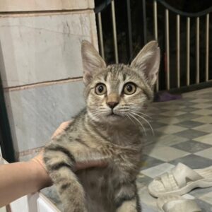 گربه DSH ماده پلنگی(Tabby) ۳-۴ ماهه گمشده