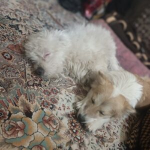 دوتا سگ گمشده