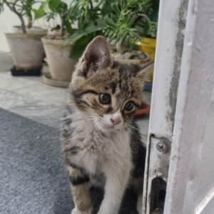 بچه گربه بانمک