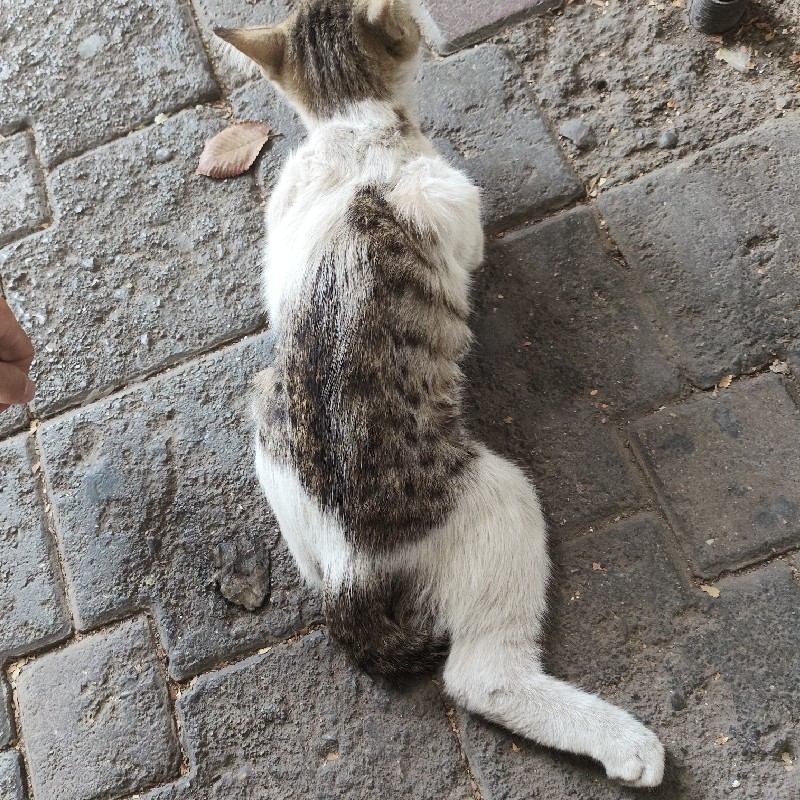 بچه گربه