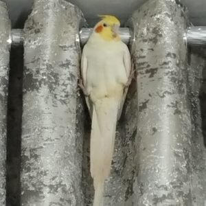 عروس هلندی