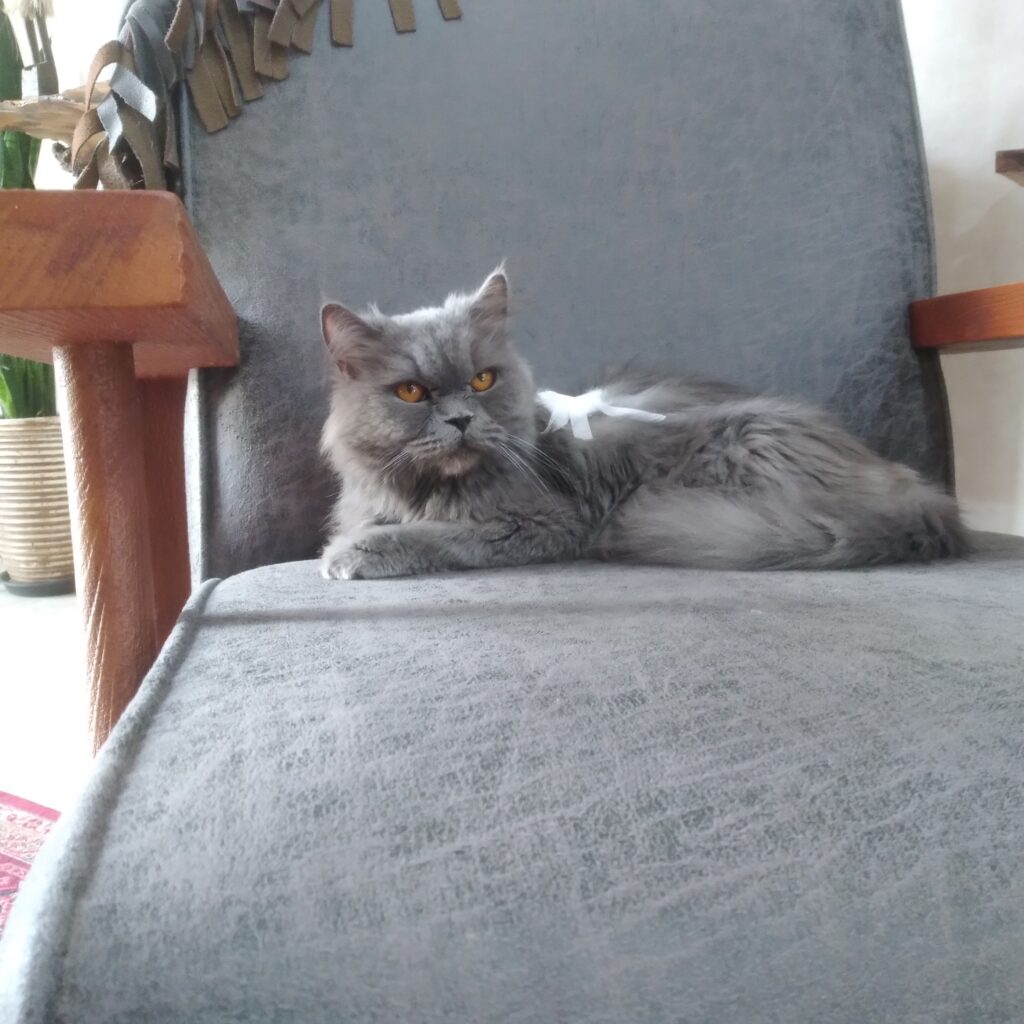 گربه ماده زیبا