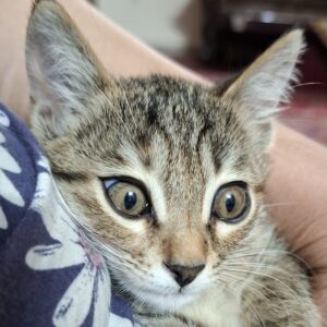 واگذاری گربه دی اس اچ