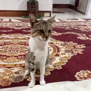 واگذاری رایگان گربه دوست داشتنی و ملوس