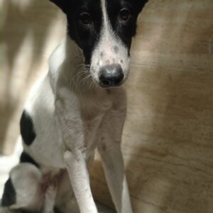 واگذاری سگ نژاد بردر کالی میکس مو کوتاه (border collie mix short hair)