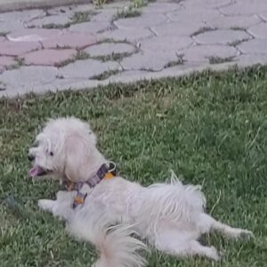 مالتیز شیتزو