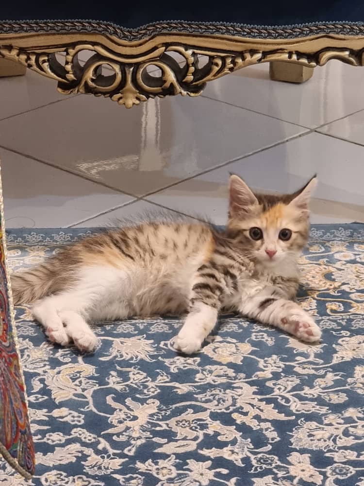 دختر لوس بغلی