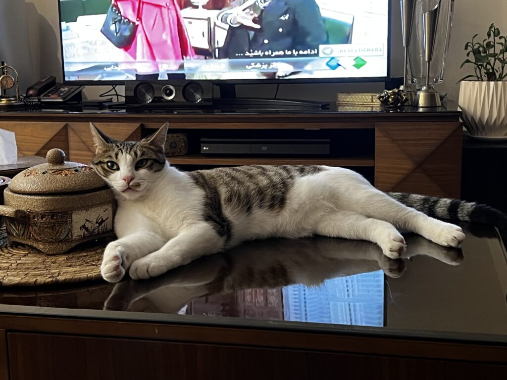 گربه ای به نام مخمل در پلور گمشده