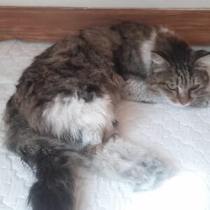 گربه مشکوک به اف آی پی